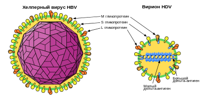 Структура вируса гепатита Д